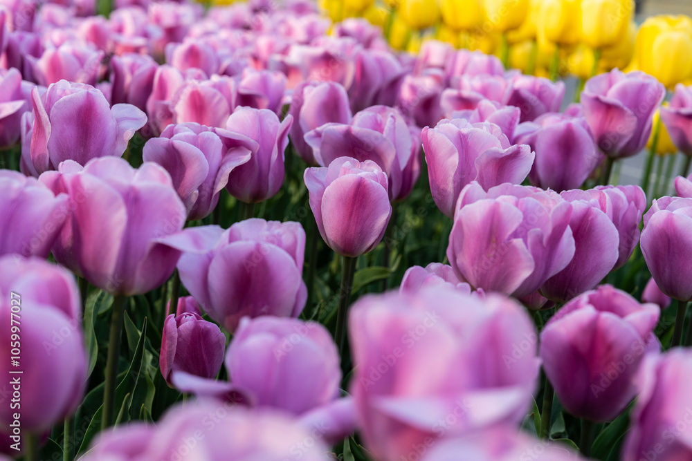 Fototapeta premium Various tulips at the park in April