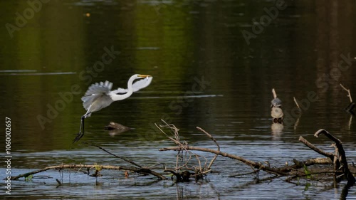 Great Egret in river