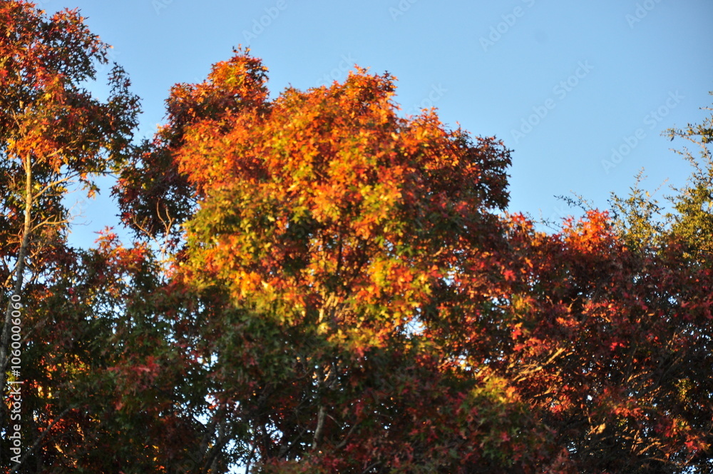 Φωτογραφία The fire red and orange colors of a Texas Hill Country autumn - Austin street tr
