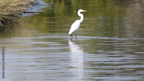 Great Egret in river