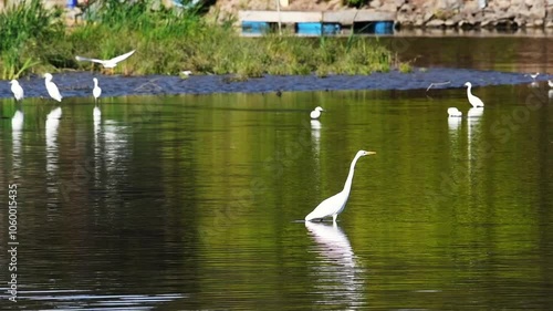 Great Egret in river
