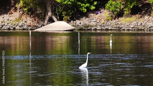 Great Egret in river