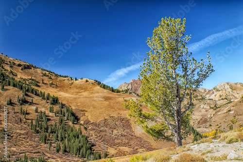 Lone Canyon Tree in the Fall