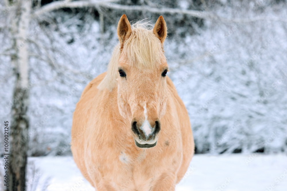 Heavy draft horse stallion portrait in winter evening ranch
