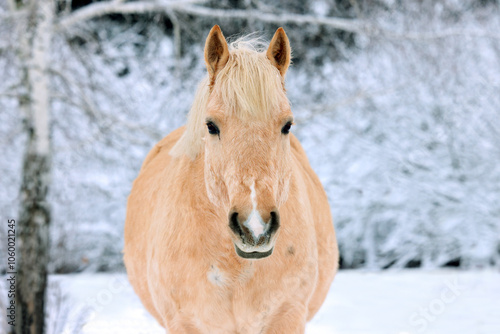 Obraz na płótnie Heavy draft horse stallion portrait in winter evening ranch w salonie