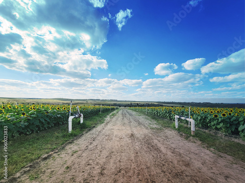 Sunflower fields - beautiful flowers with a road. Photography High Resolution Banner Template.