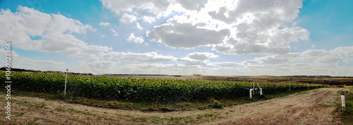 Sunflower fields summer sunset sunshine holiday blue vivid sky and clouds. Vacation concept panoramic photo picture background template
