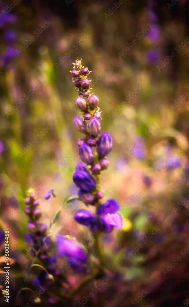 Obraz premium Beautiful Closeup of Purple Flowers