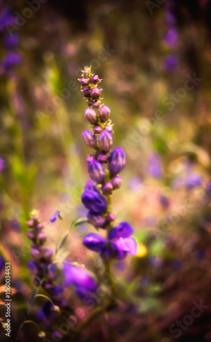 Beautiful Closeup of Purple Flowers