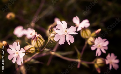 Closeup of Delicate White Flowers