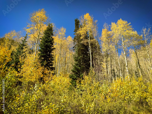 Fall Aspen Trees in the Mountains
