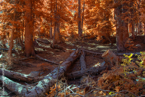 Fallen Logs in the Forest IR Chrome