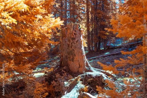 Stump at Silver Lake IR Chrome
