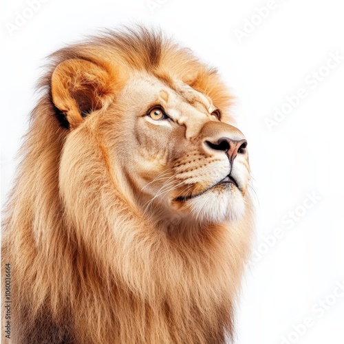 A lion with a long mane and a golden face looking up at the camera