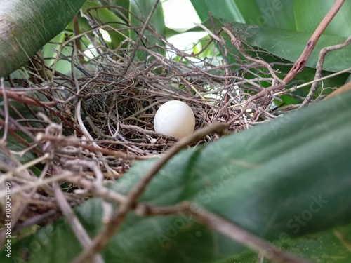 One spotted Dove egg in its nest close up in a garden in Malaysia.tropical country
 photo