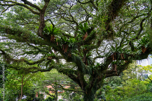 Rain Tree (Samanea Saman, Monkeypod, Chankiri Tree) with Bird's Nest Fern (Asplenium Nidus, Asplenium Ellipticum, Rumah Langsuyar, Paku Pandan) in Fort Canning Park, Singapore. photo