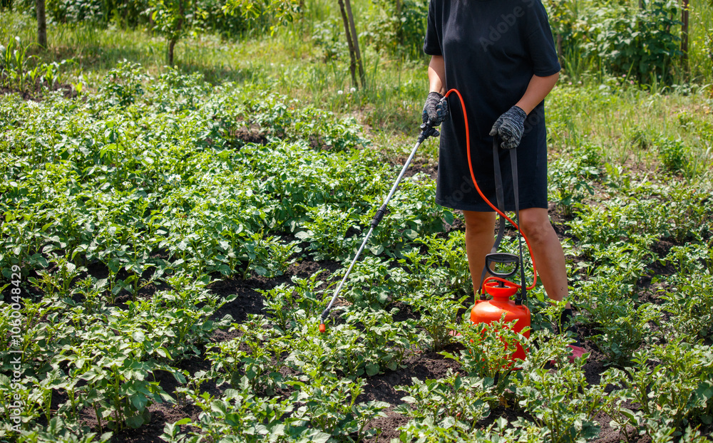 Obraz premium A girl treats potato leaves with poison against the Colorado potato beetle