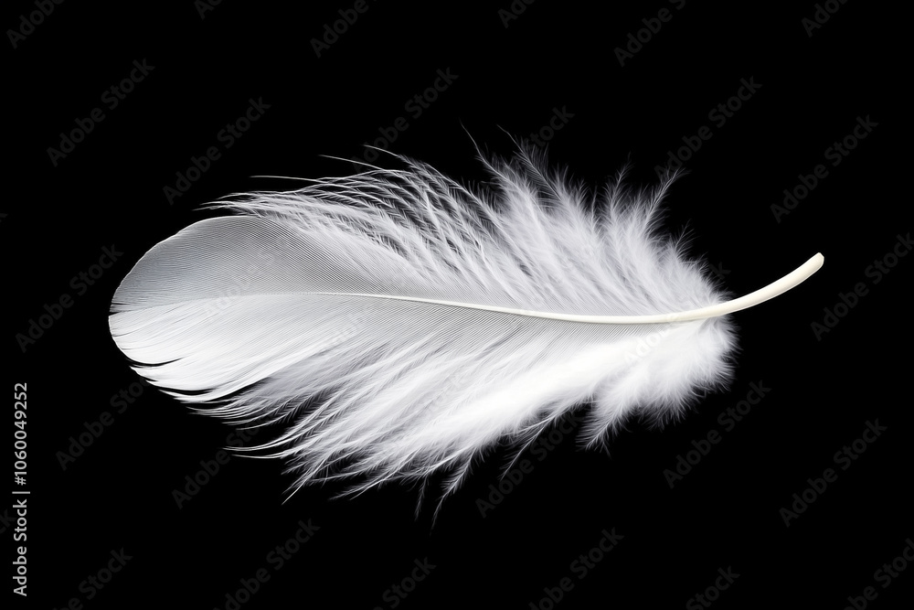 Obraz premium A white feather glides gently, beautifully contrasting with the dark background, symbolizing purity and calm