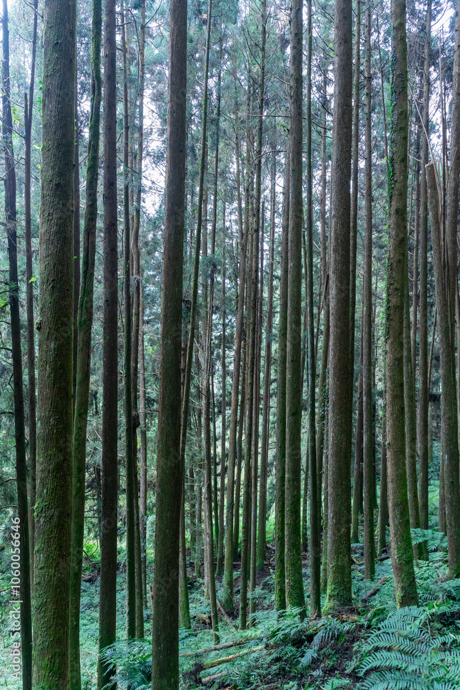 Fototapeta premium The ethereal fog blankets the lush forest of Shanlinxi in Nantou, creating a mystical and serene atmosphere. The dense mist shrouds the towering trees, enveloping the vibrant greenery