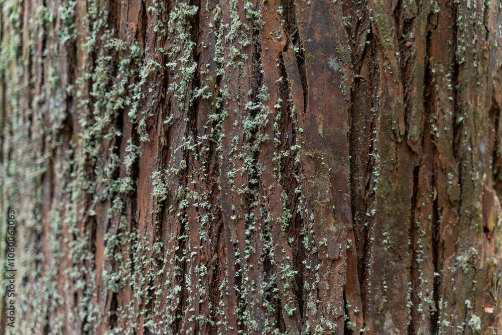 Fototapeta premium The ethereal fog blankets the lush forest of Shanlinxi in Nantou, creating a mystical and serene atmosphere. The dense mist shrouds the towering trees, enveloping the vibrant greenery