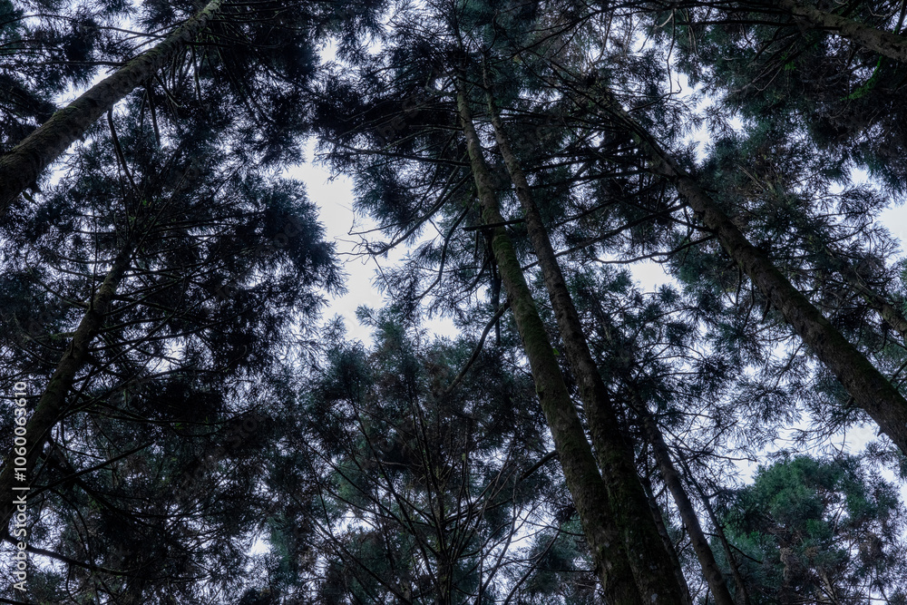 Fototapeta premium The ethereal fog blankets the lush forest of Shanlinxi in Nantou, creating a mystical and serene atmosphere. The dense mist shrouds the towering trees, enveloping the vibrant greenery