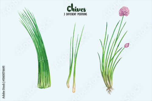 Vector of spring onion, chives, image, colorful, hand drawn vector. Hand Sketch Illustration of Flowering Spring Onion or Allium Tuberosum Isolated