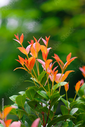 Red shoots or (Syzygium oleina) for Burmese people called (Aung Tha Pyay) are popularly used in various auspicious ceremonies as, an auspicious flower for Burmese people. photo