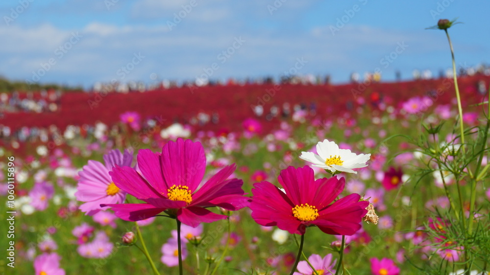 Obraz premium ひたち海浜公園のコキアとコスモス