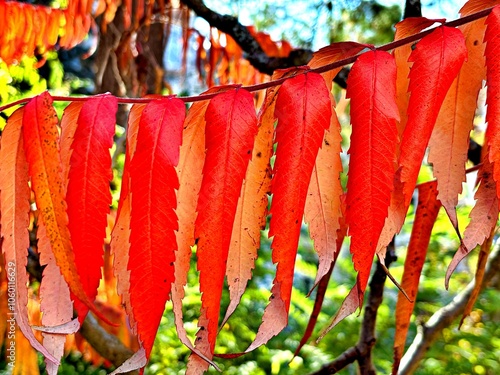 Red and orange autumn leaves