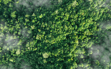 Aerial top view of green trees in forest. Green tree nature background for carbon neutrality and net zero emissions concept. Drone view of green tree captures CO2 to Sustainable green environment.