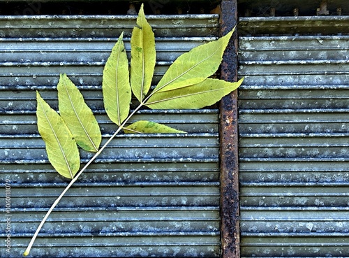 Autumn  leaves on the ventilation grille