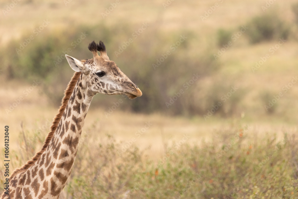 Obraz premium Giraffe