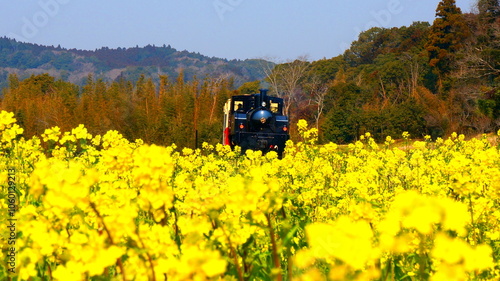 石神なの花畑と汽車