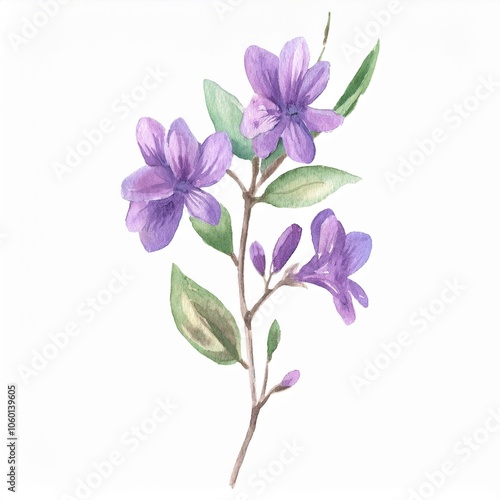 watercolor Violet flower branch, isolated on white