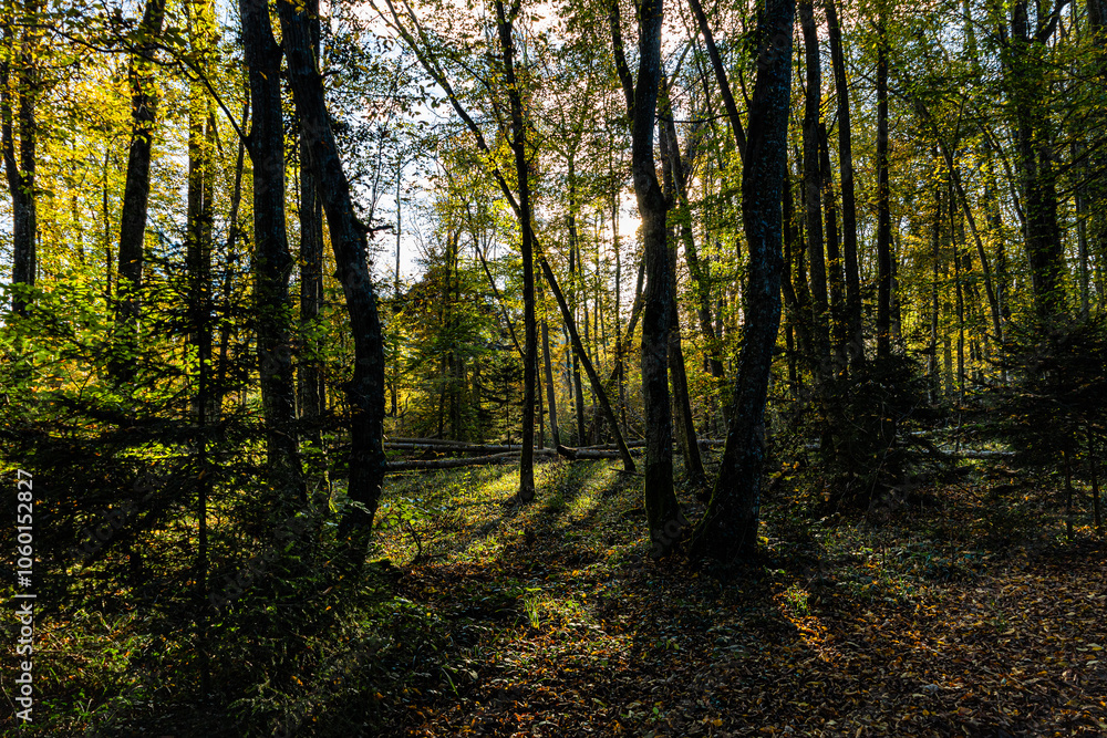 Obraz premium The painting shows a forest near Kreuzlingen. The photo was taken before sunset in autumn