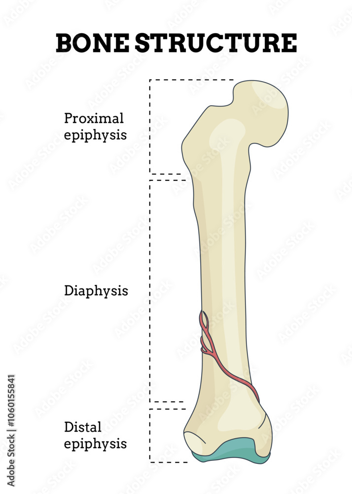 Bone structure. Biology educational poster design. Scheme of human bone anatomy. Flat vector illustration with detailed information isolated on white background Bone structure. Biology educational poster design. Scheme of human bone anatomy. Flat vector illustration with detailed information isolated on white background