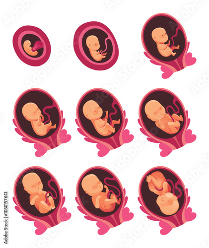 Embryonic month stage growth, fetal development vector flat infographic icons. Medical illustration of foetus cycle