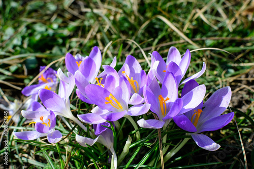 Close up of blue crocus spring flowers in full bloom in a garden in a sunny day, beautiful outdoor floral background.