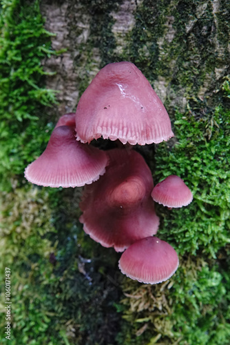 Closeup on Bleeding fairy or burgundydrop bonnet Mycena haematopus pink colored Mushrooms on Mossy Tree Trunk photo