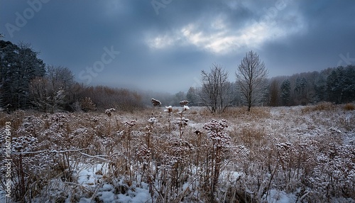 Wallpaper Mural 初冬の薄曇りの荒れ地、雪の結晶をまとった枯れた野草が生み出すメランコリックな風景
 Torontodigital.ca