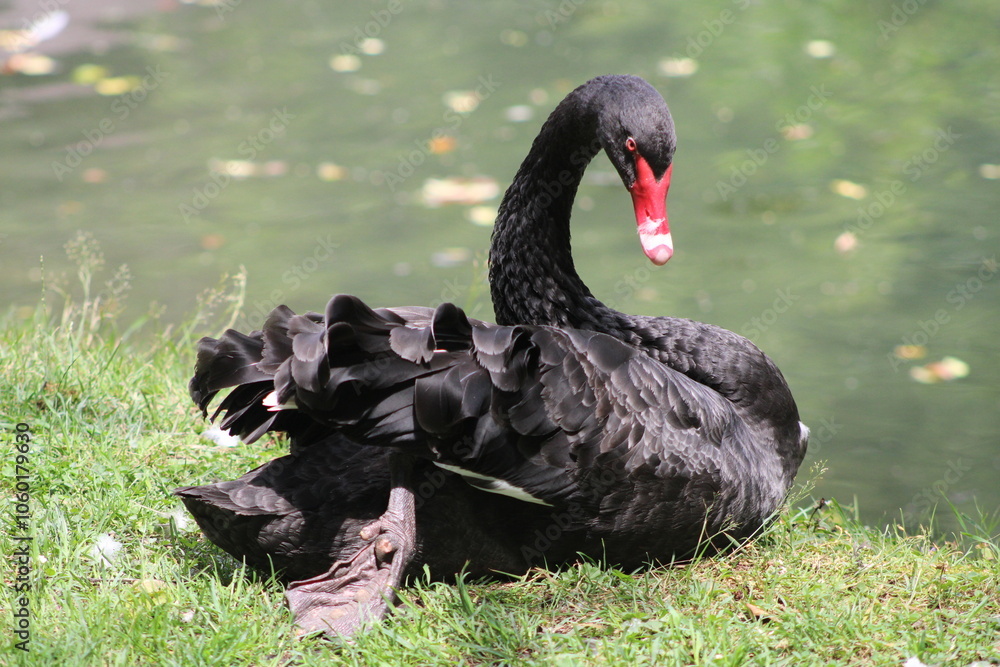 Black swan. Beautiful bird. Animals in the city park. Black swan. Beautiful bird. Animals in the city park.