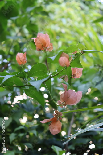 kertas flower orange photo