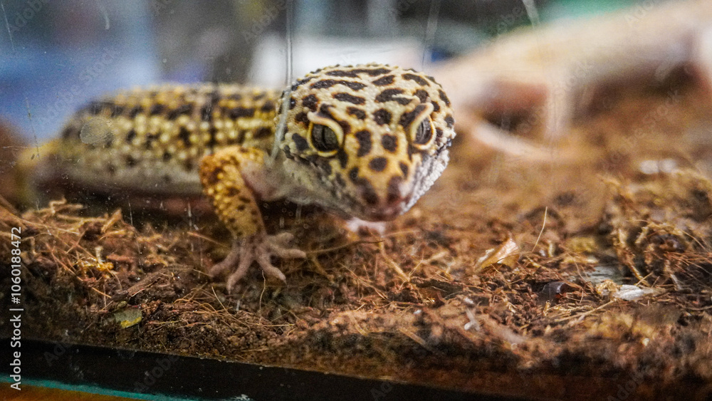Obraz premium Close-up of a leopard gecko, a popular exotic pet with vibrant, spotted skin, scales, and unique colors. This nocturnal reptile thrives in desert habitats, showcasing natural camouflage and predator i