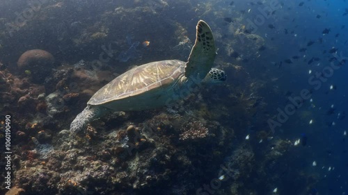 Sea Turtle swimming over the Coral Reef - Indonesia
