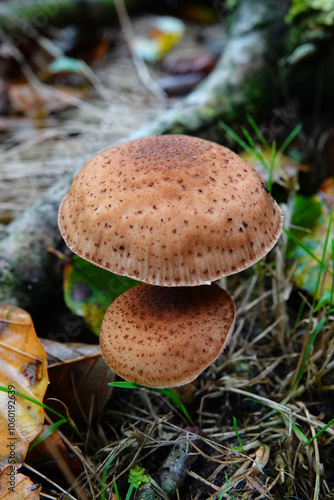 Closeup on two brown edible honey mushroom Armillaria ostoyae Brown Mushrooms in Forest Setting photo