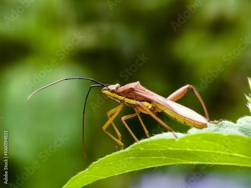 Leptocorisa oratorius on a leaf with blurred background photo