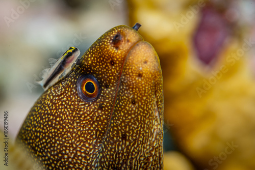 Muräne mit Putzerfisch photo