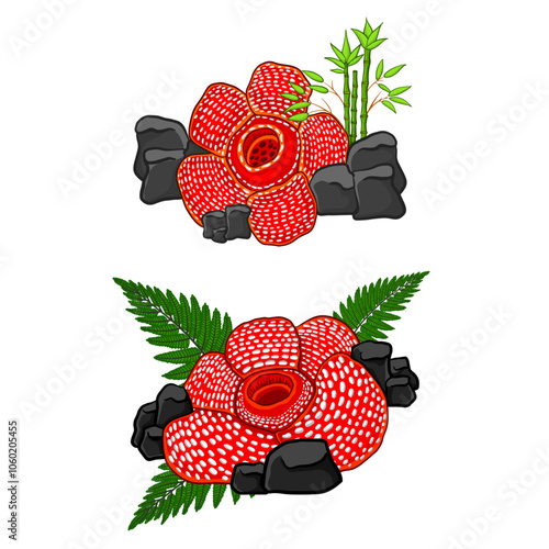 Rafflesia arnoldii flower vector design 