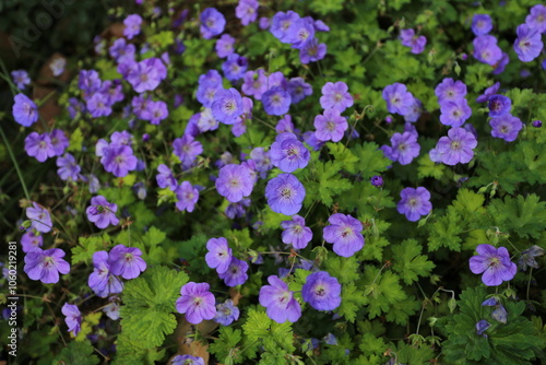 Géranium rozanne en floraison bleue photo