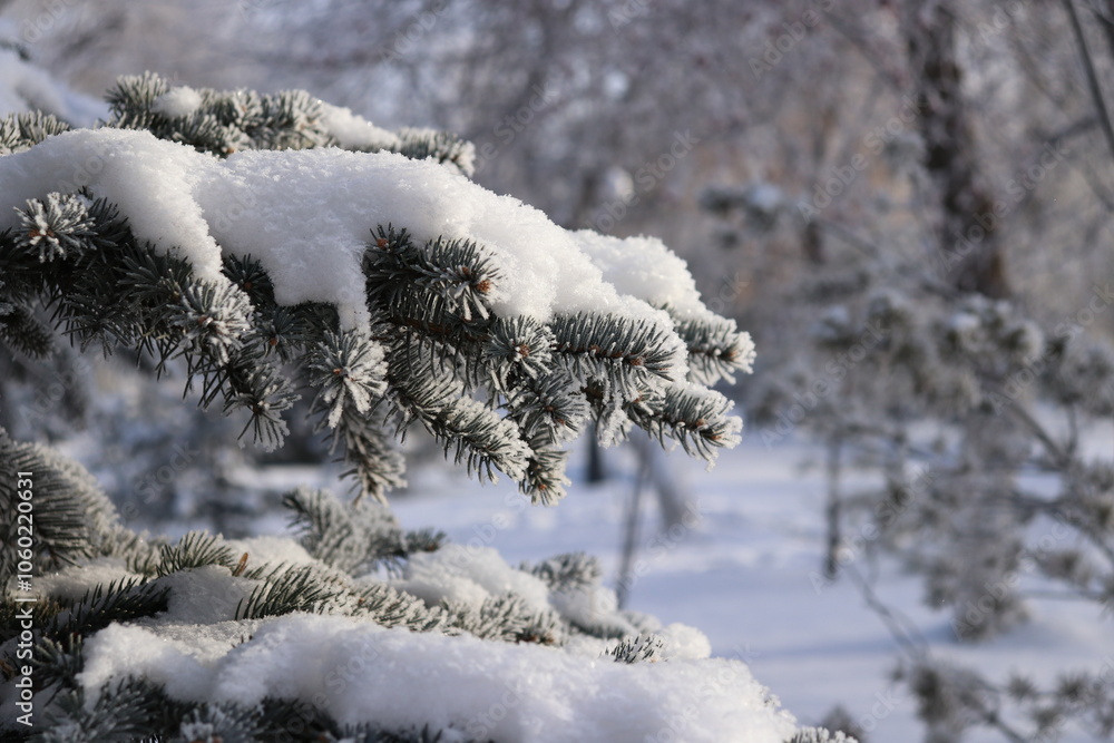 Snow covered tree Snow covered tree